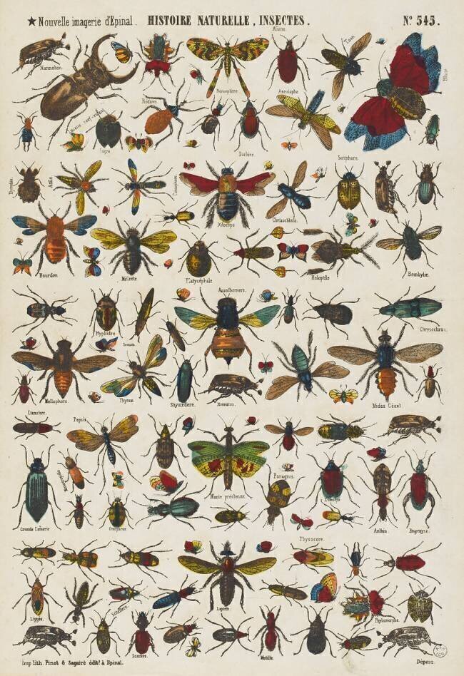 Histoire naturelle : insectes anonyme