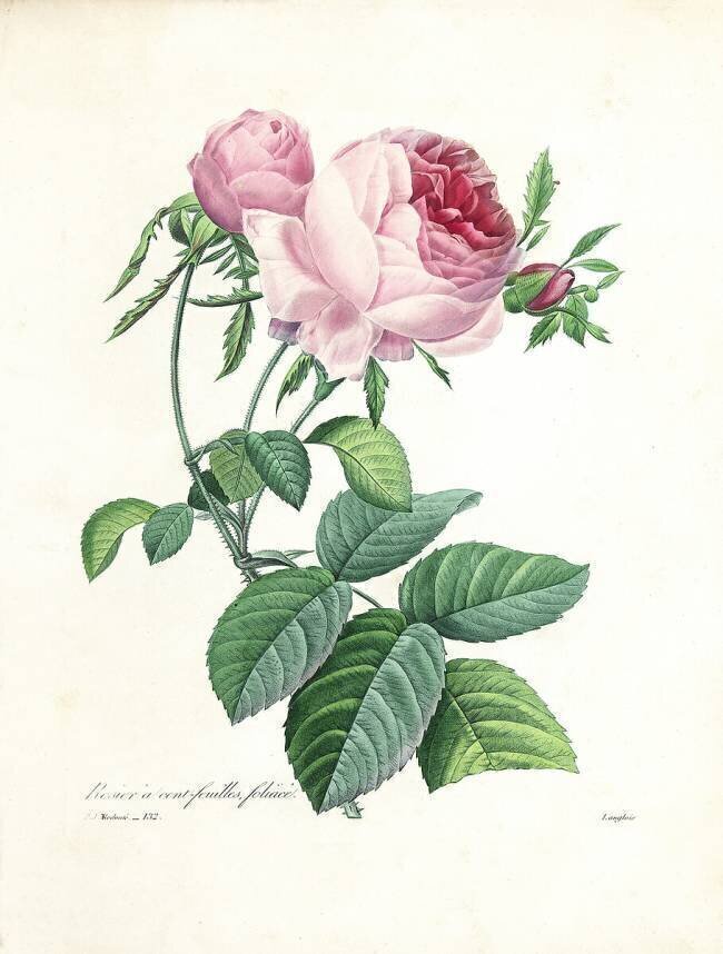 Hundred-Leaved Rose Pierre Joseph Redouté
