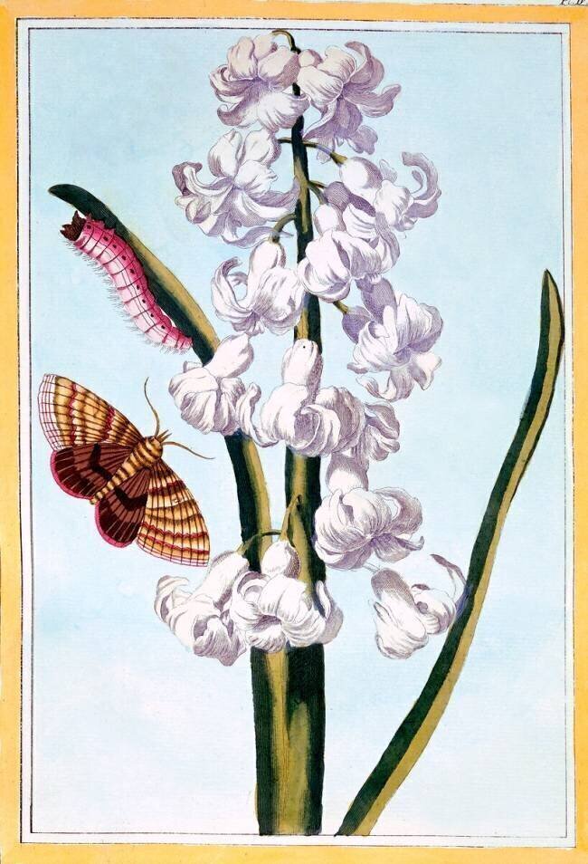 Hyacinthe Pierre-Joseph Buchoz