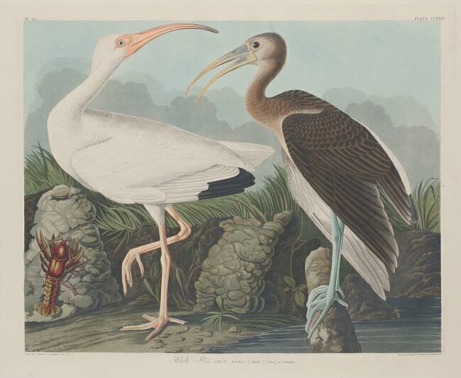 Ibis blanc John James Audubon