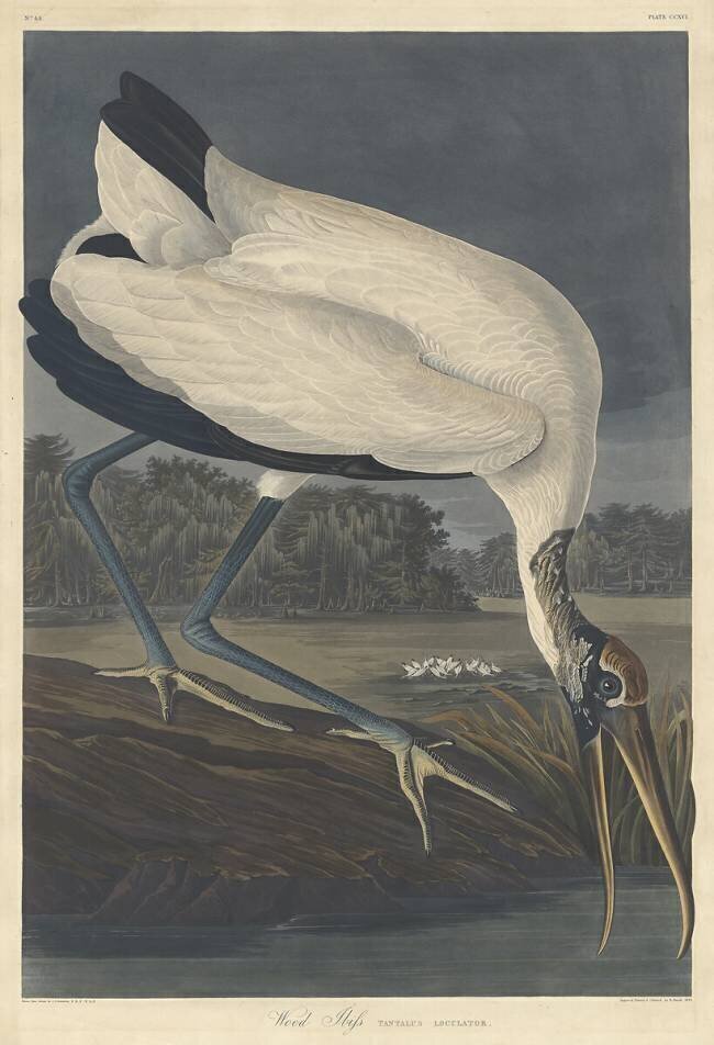 Ibis des bois John James Audubon