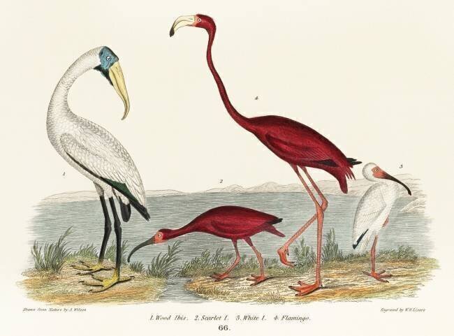 Ibis des bois et flamant écarlate Alexander Wilson