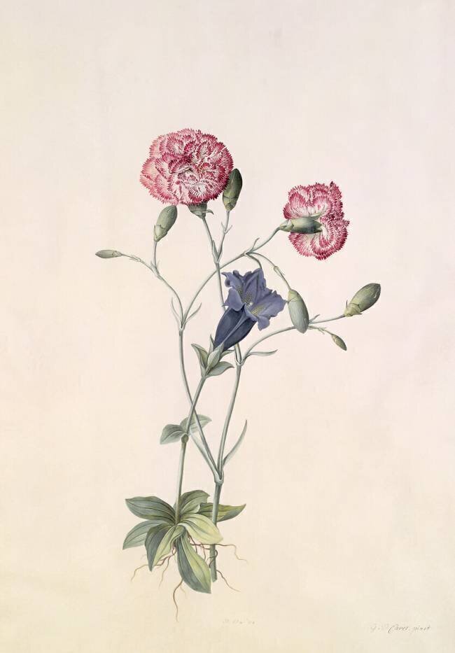Œillet et Gentiane Georg Dionysius Ehret