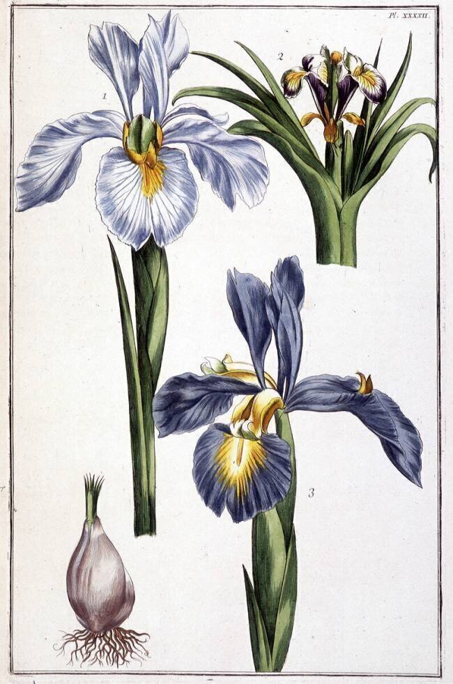 Iris Maria Sibylla Graff Merian
