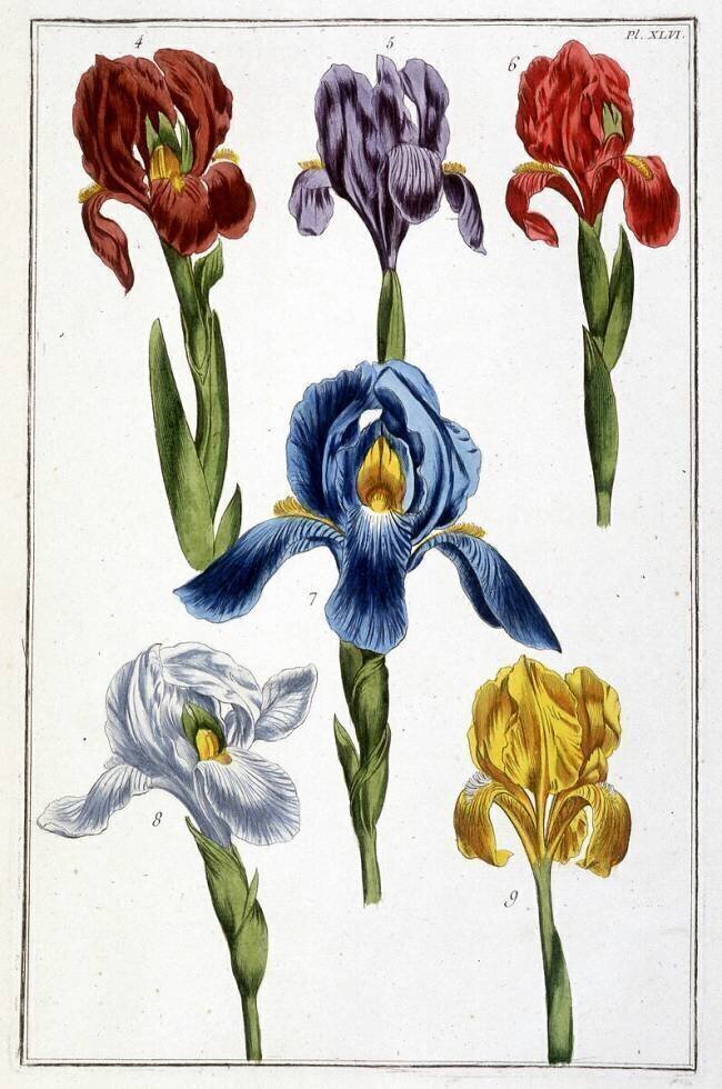 Iris Maria Sibylla Graff Merian