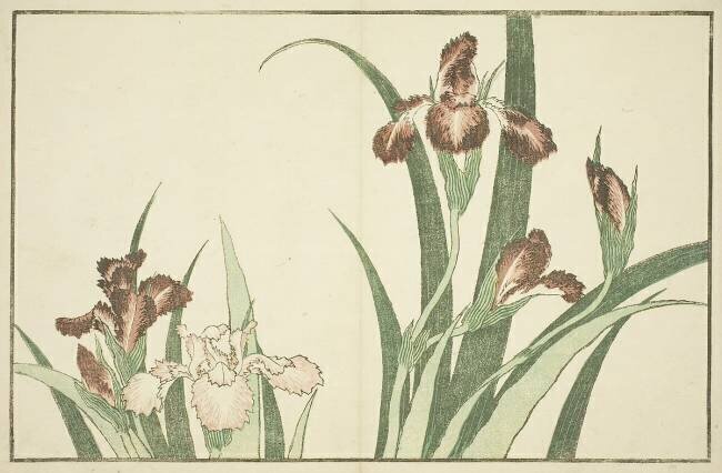 Iris Hokusai