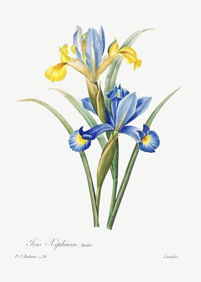 Iris Pierre Joseph Redouté