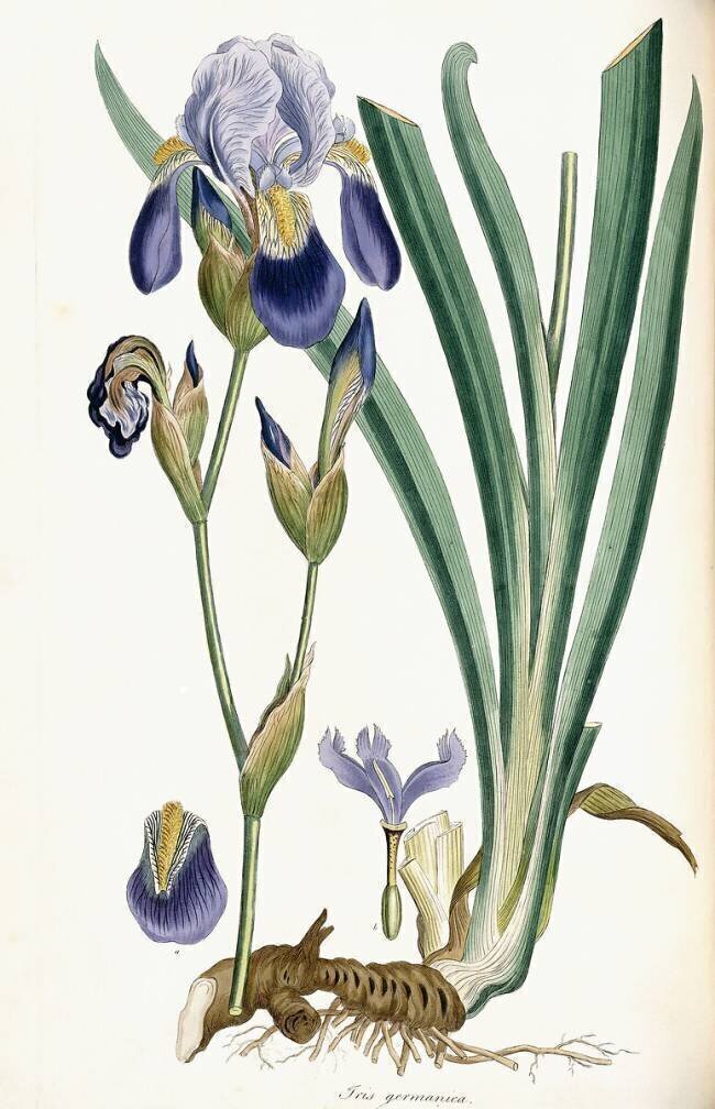 Iris Germanica Ferdinand Bauer