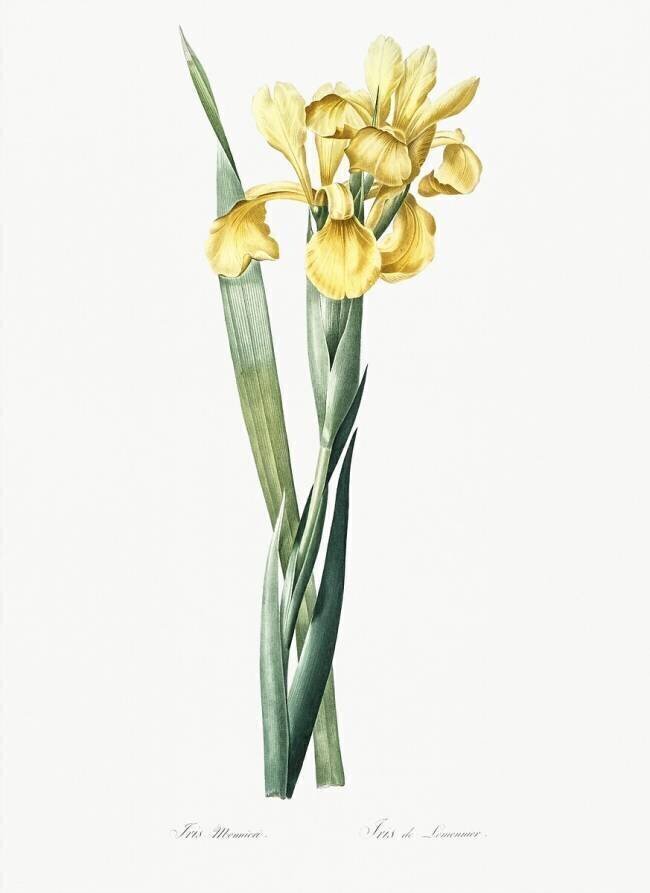 Iris Monnieri Pierre Joseph Redouté