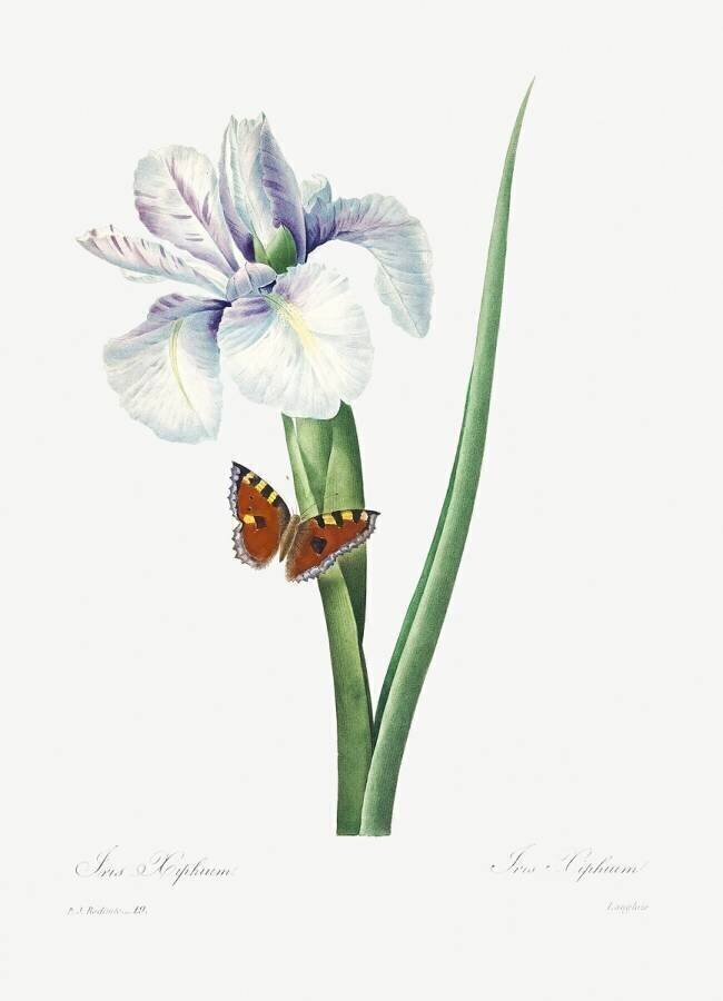 Iris xiphium Pierre Joseph Redouté