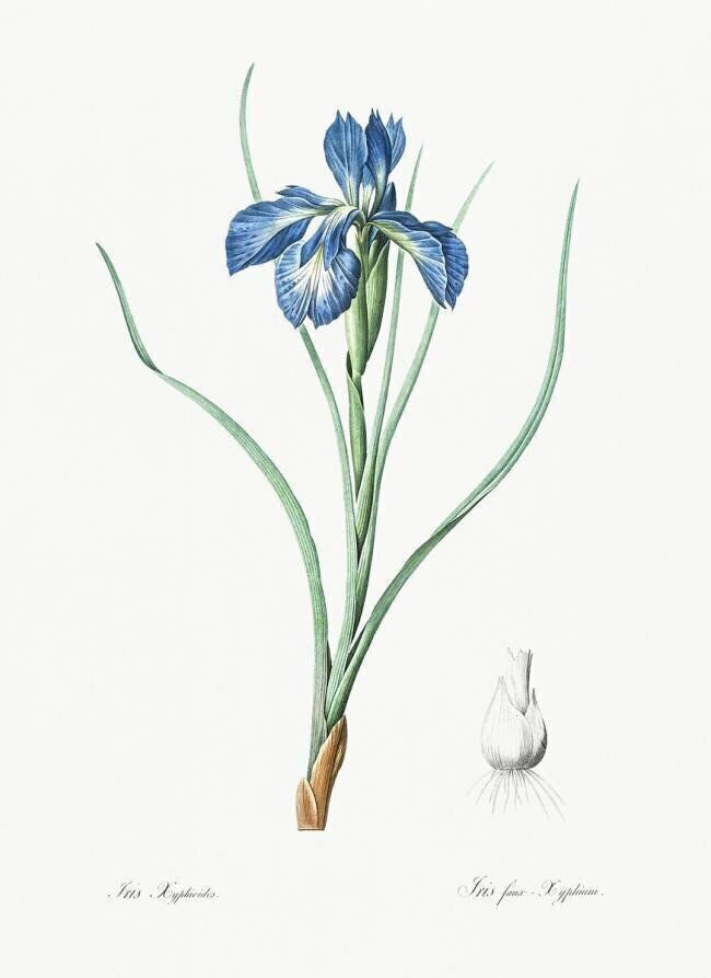 Iris Xyphioides Pierre Joseph Redouté