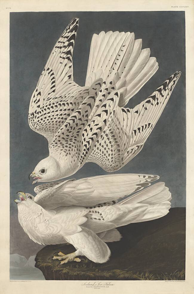 Islande ou Faucon pèlerin John James Audubon