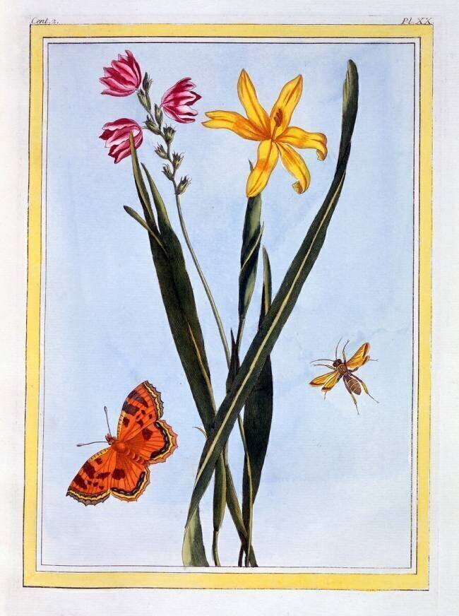 Ixia Pierre-Joseph Buchoz