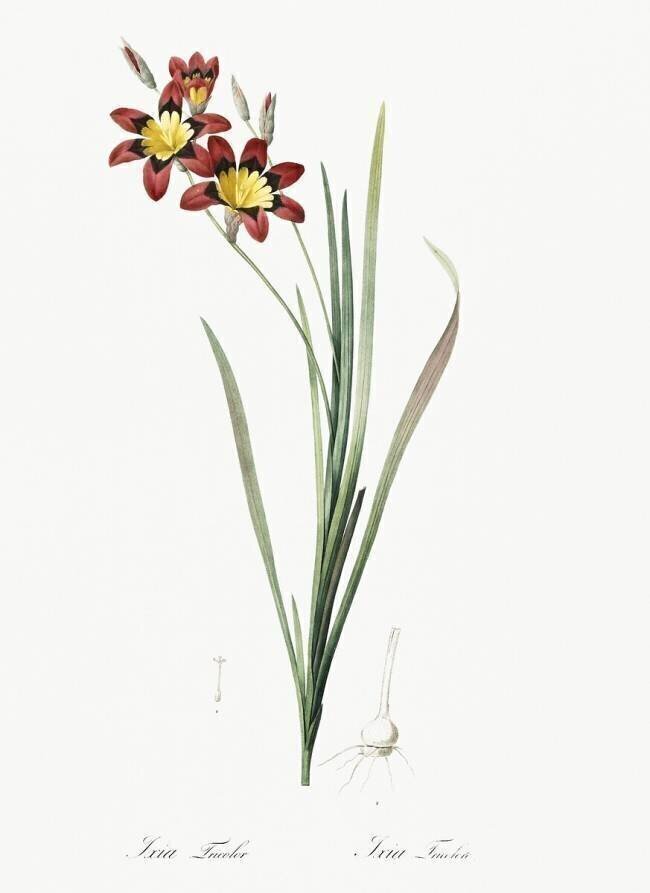 Ixia Tricolor Pierre Joseph Redouté