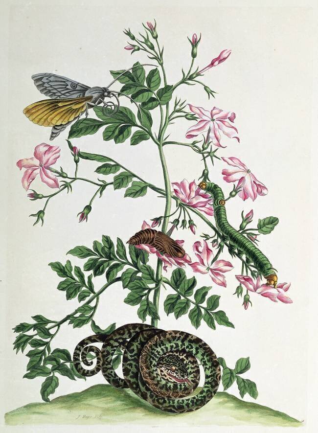 Jasmin : avec le serpent Maria Sibylla Graff Merian