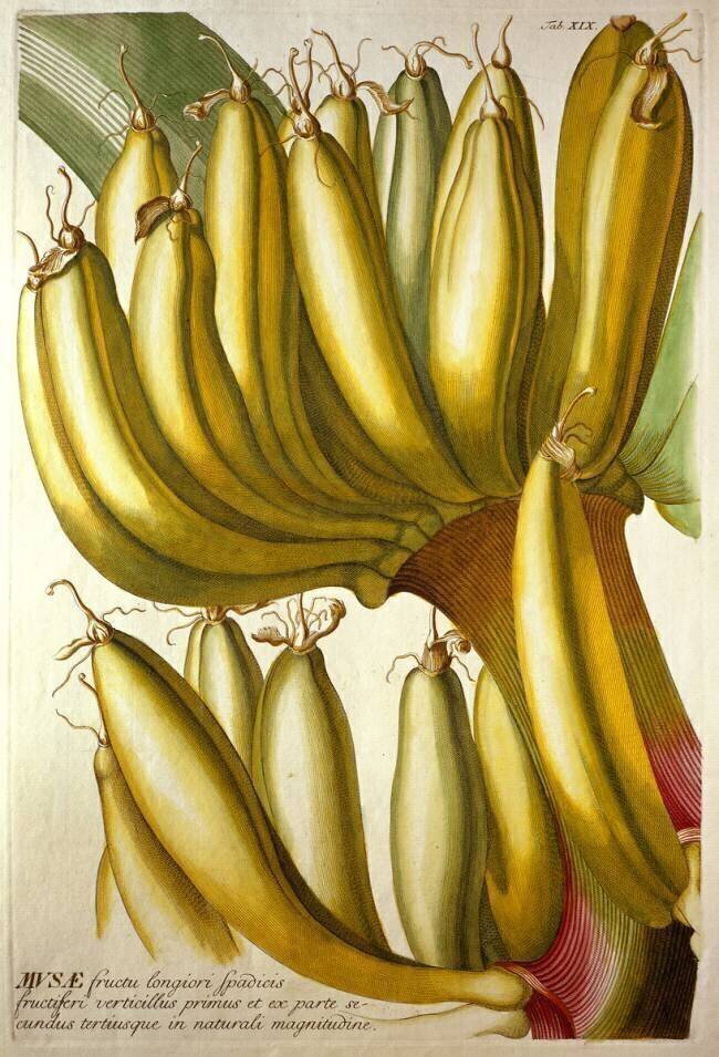 Jeunes bananes Georg Dionysius Ehret