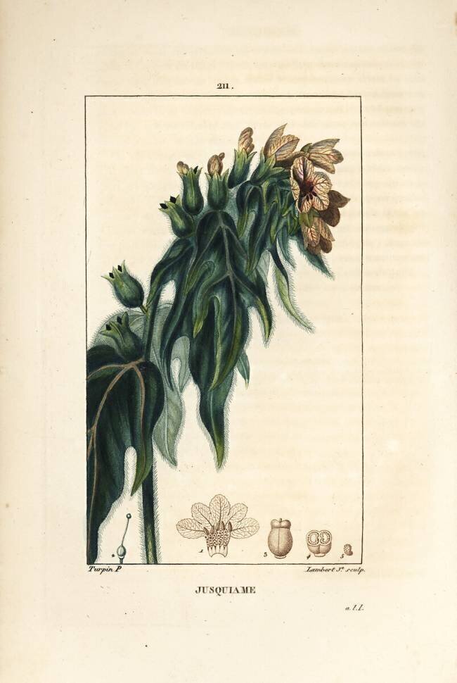 Jusquiame - Jusquiame vénéneuse Pierre Jean Francois Turpin