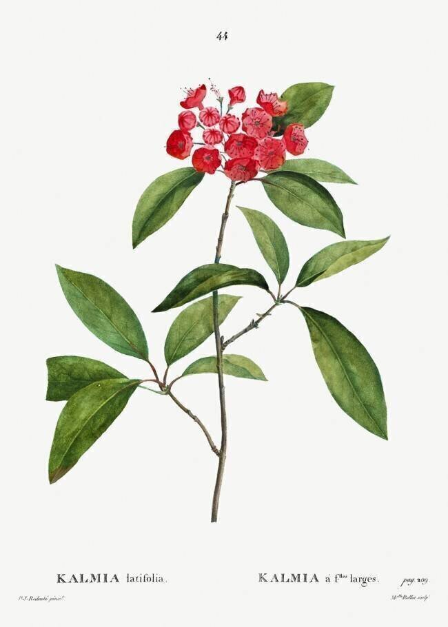 Kalmia Pierre Joseph Redouté