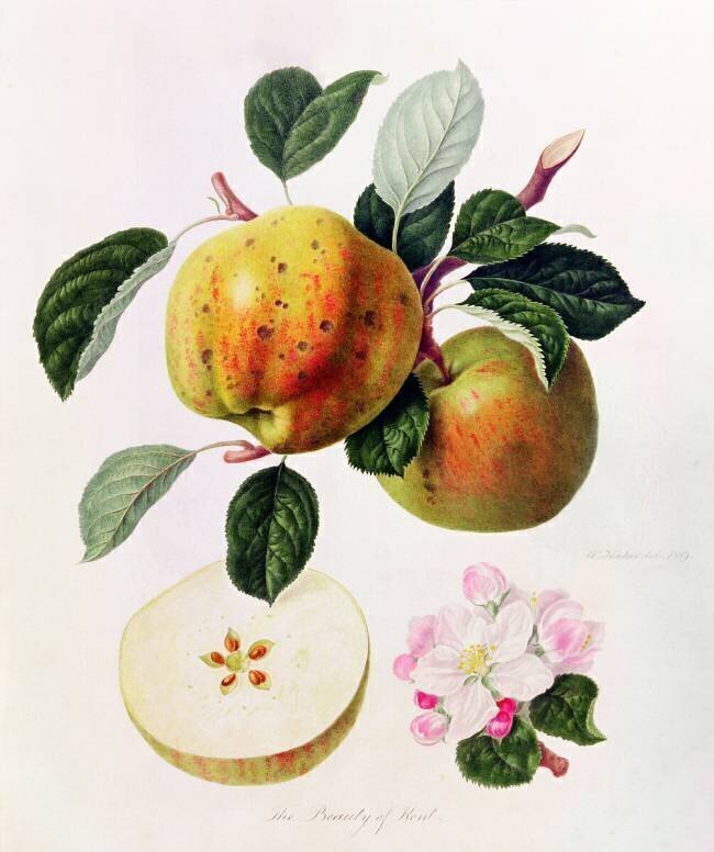 La beauté du Kent William Hooker