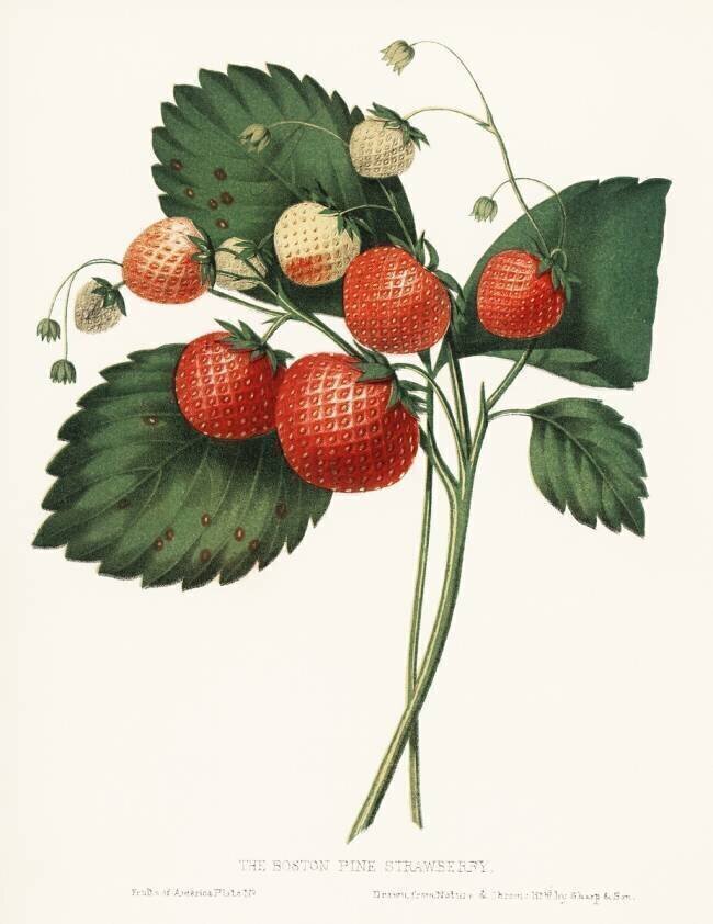 La fraise du pin de Boston Charles Hovey