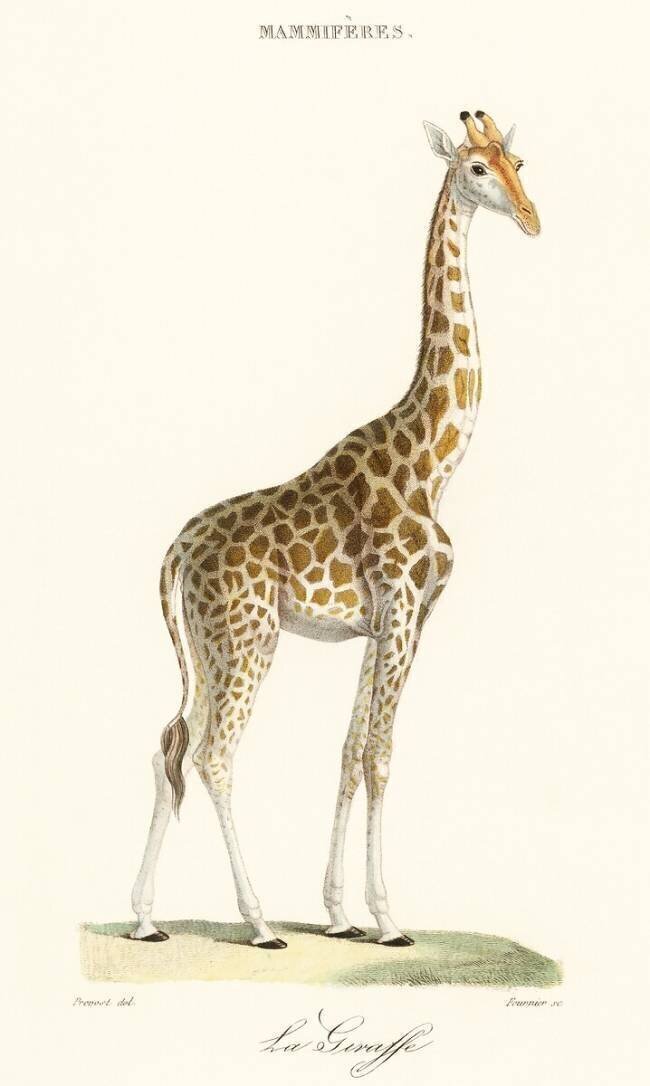 La Girafe Florent Prevos