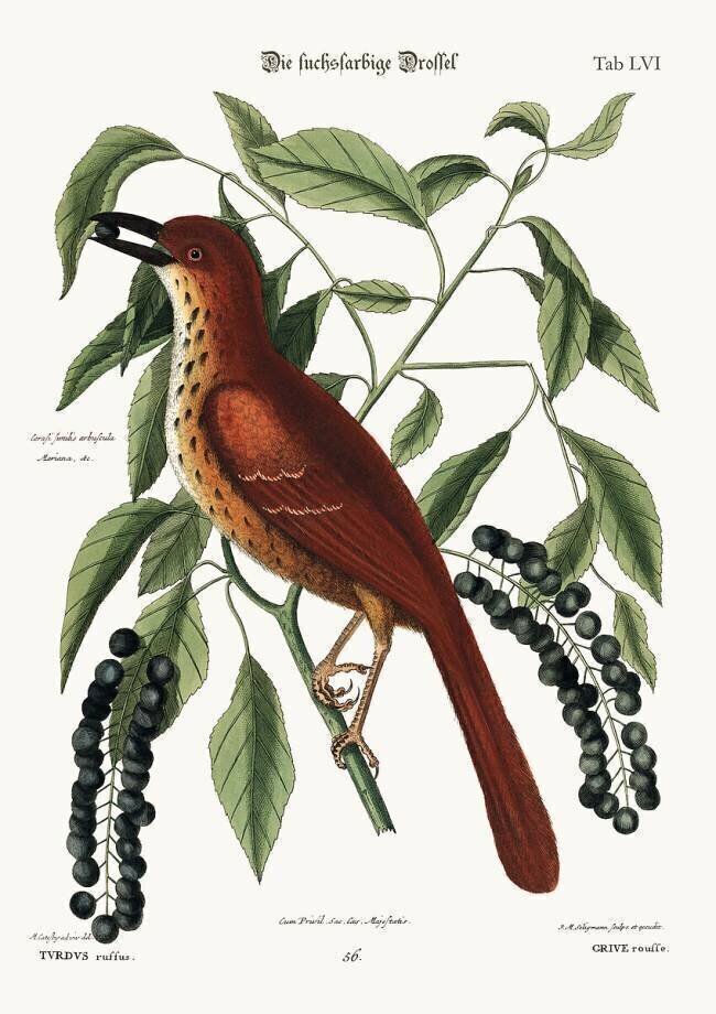 La grive aux couleurs du renard Mark Catesby