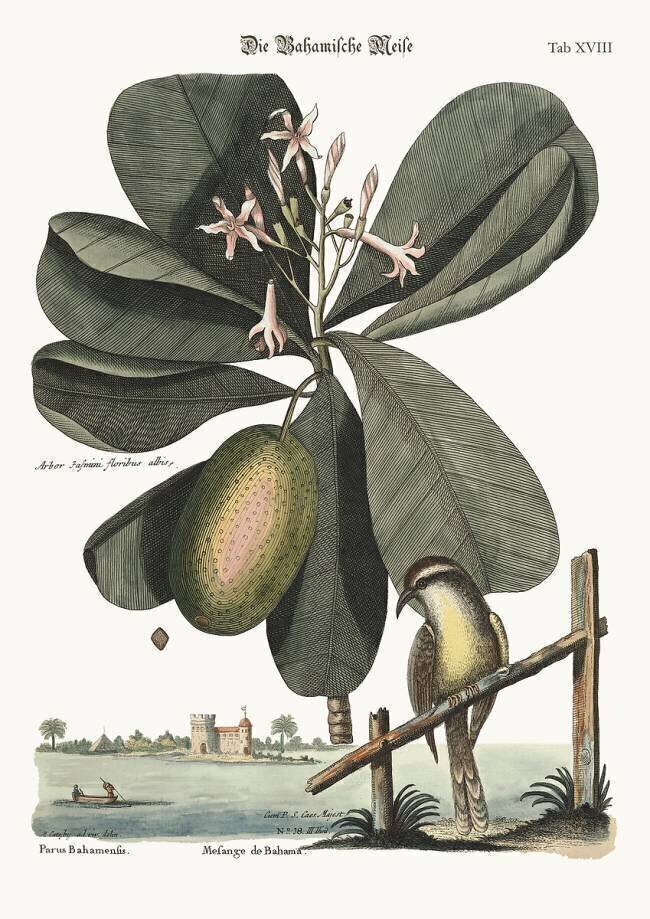 La mésange des Bahamas Mark Catesby