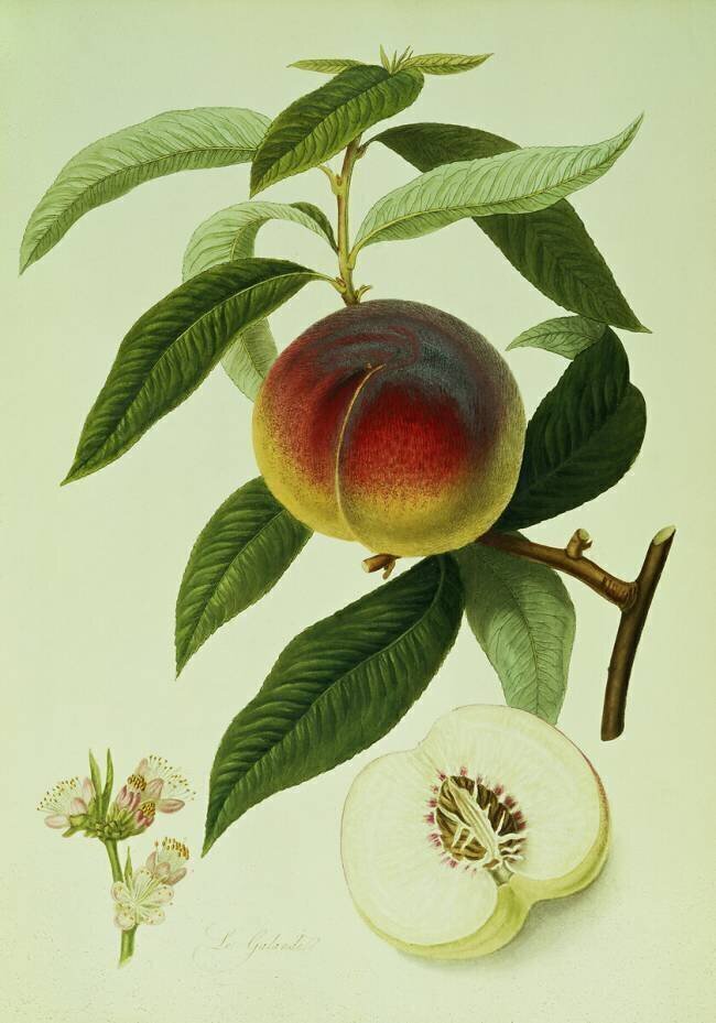 La pêche de Galande William Hooker