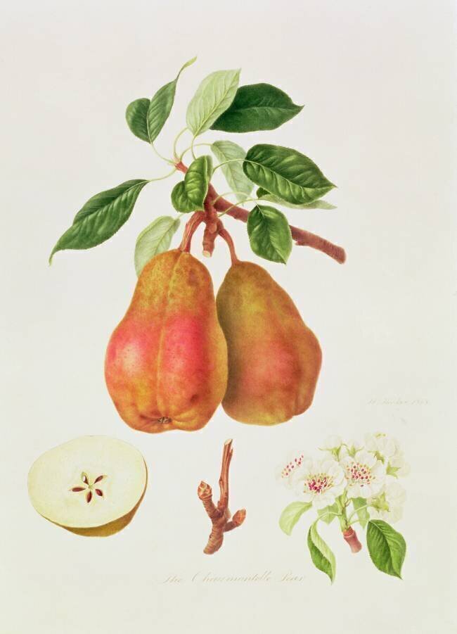 La poire de Chaumontelle William Hooker