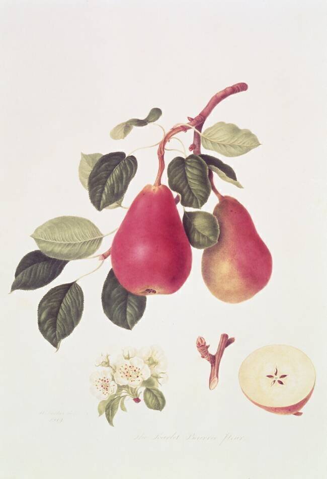 La poire Scarlet Beurree William Hooker