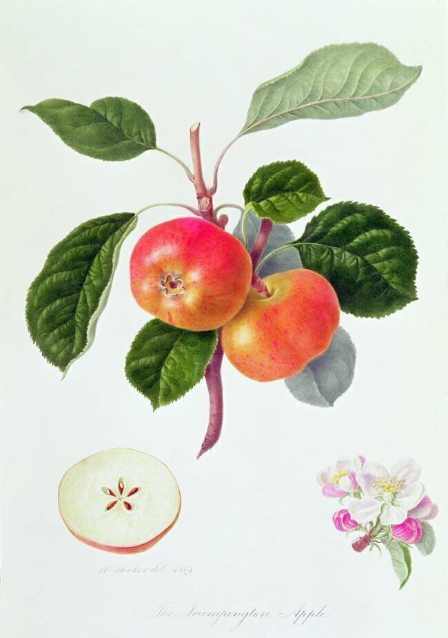 La pomme Trumpington William Hooker