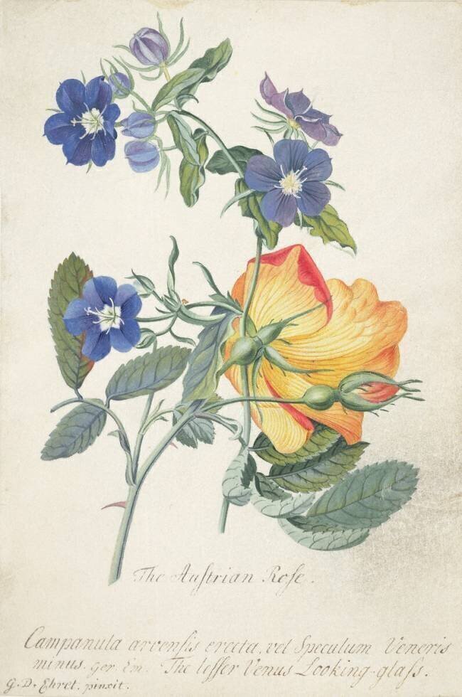 La rose autrichienne Georg Dionysius Ehret