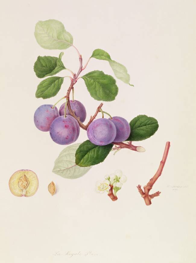 La Royale Plum William Hooker