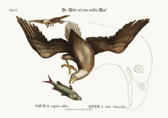 L'aigle à tête blanche Mark Catesby