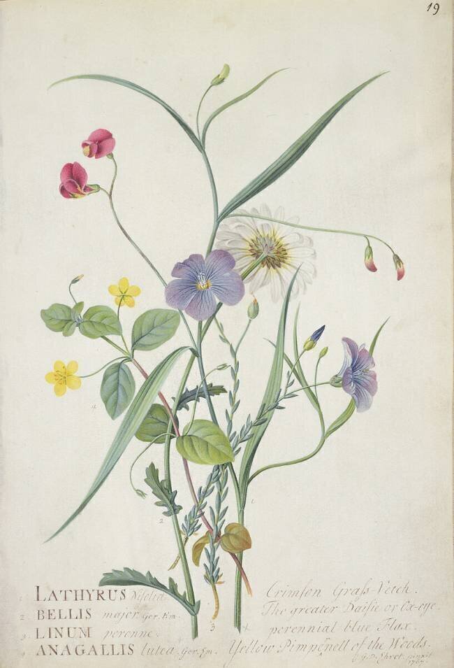 Lathyrus nissolia Georg Dionysius Ehret