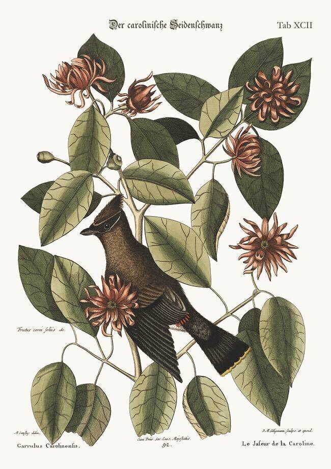 Le bavardeur Mark Catesby