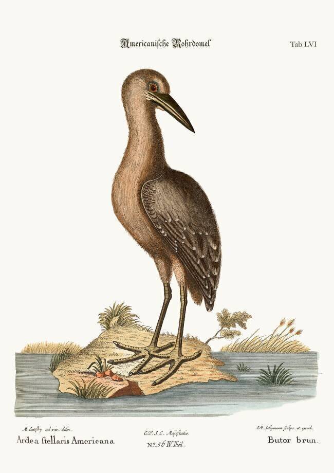 Le butor brun Mark Catesby