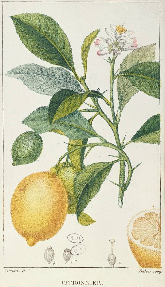 Le Citronier Pierre Jean Francois Turpin
