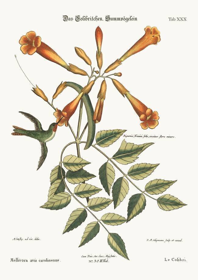 Le colibri Mark Catesby