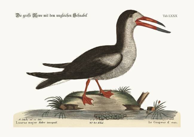 Le coupeur d'eau Mark Catesby