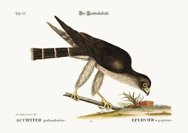 Le faucon pigeon Mark Catesby