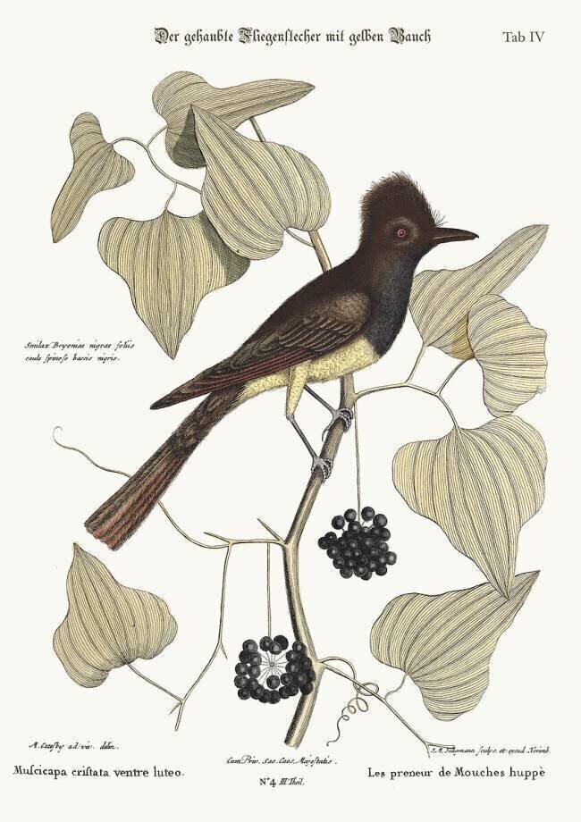 Le gobe-mouches huppé Mark Catesby