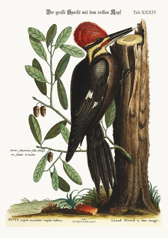 Le grand pic à crête rouge Mark Catesby