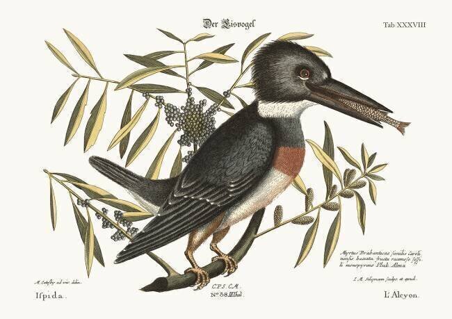 Le martin-pêcheur Mark Catesby