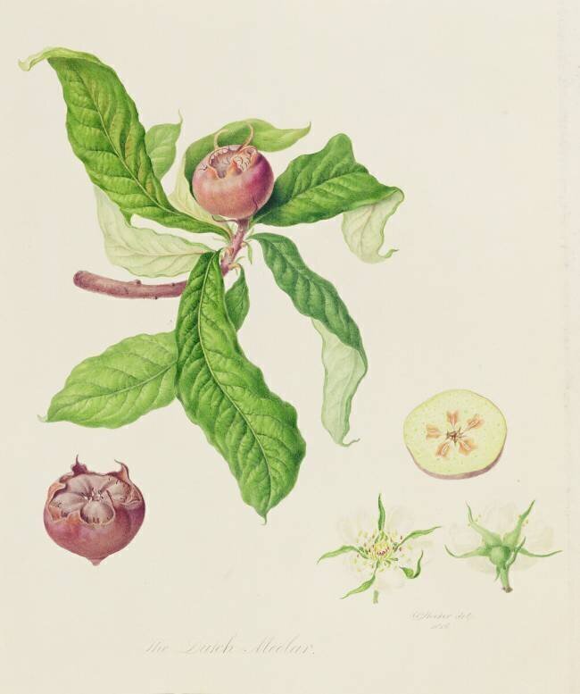 Le néflier hollandais William Hooker