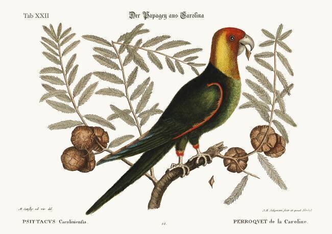 Le perroquet de Caroline Mark Catesby