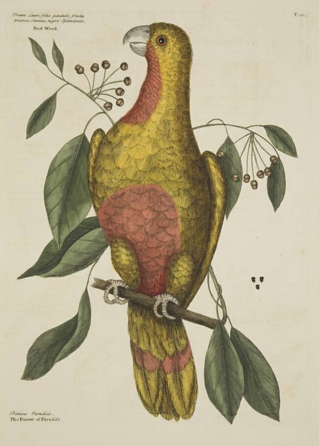 Le perroquet du paradis Mark Catesby
