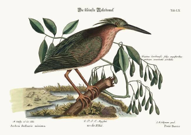 Le petit butor Mark Catesby