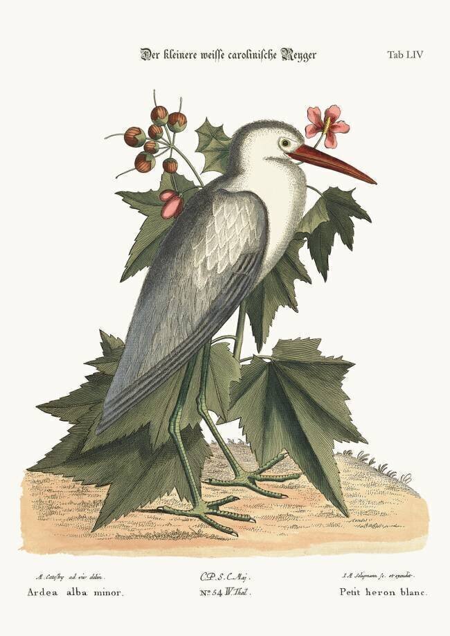 Le petit Héron blanc Mark Catesby