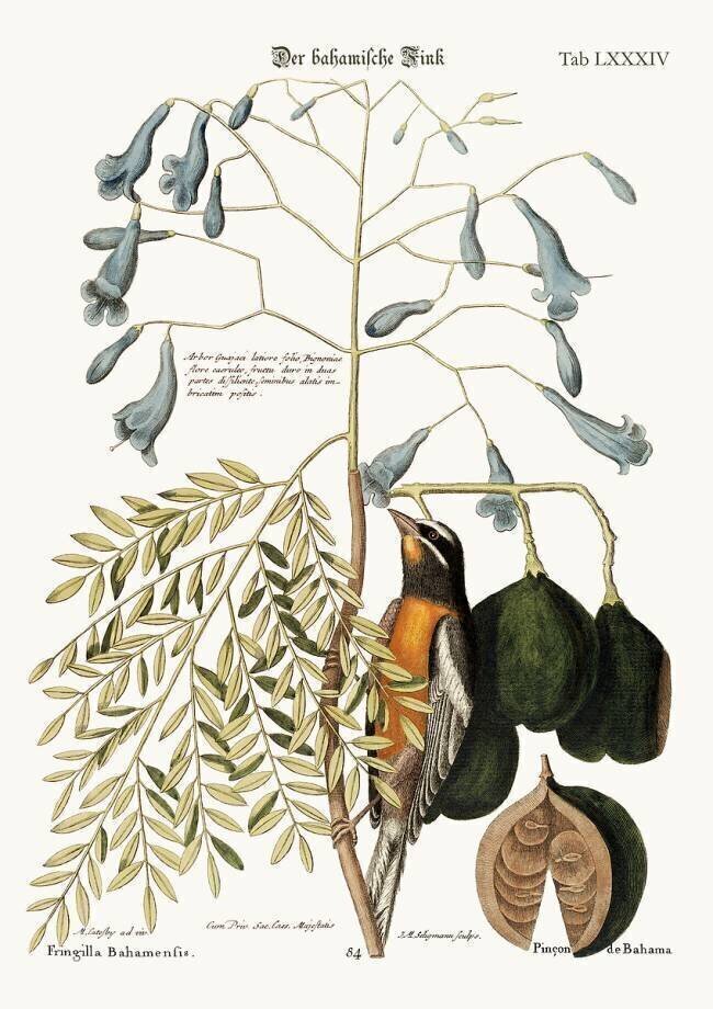 Le pinson des Bahamas Mark Catesby